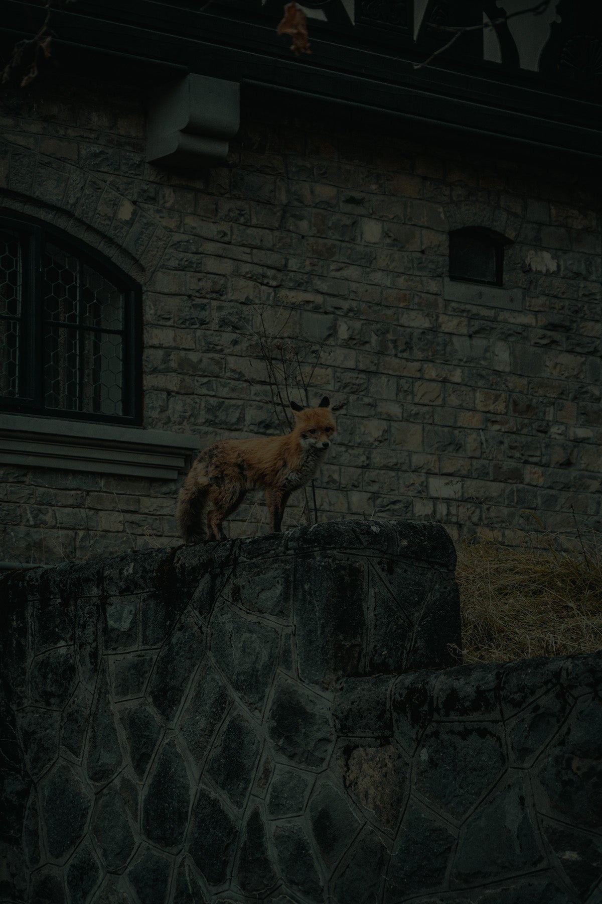 A fox standing alert on a stone wall, symbolizing the clever and mischievous nature of the Trickster collection by Fabled Fox Clothiers.